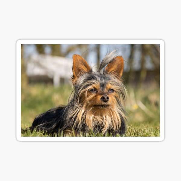 Adorable Chihuahua-Yorkshire Terrier Puppy Sticker
