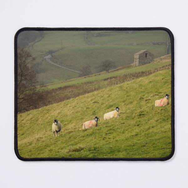 Item preview, Swaledale Sheep at Keld in Yorkshire Dales designed and sold by heidipics.