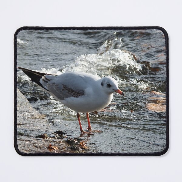 Item preview, Black-headed gull designed and sold by pinkal.