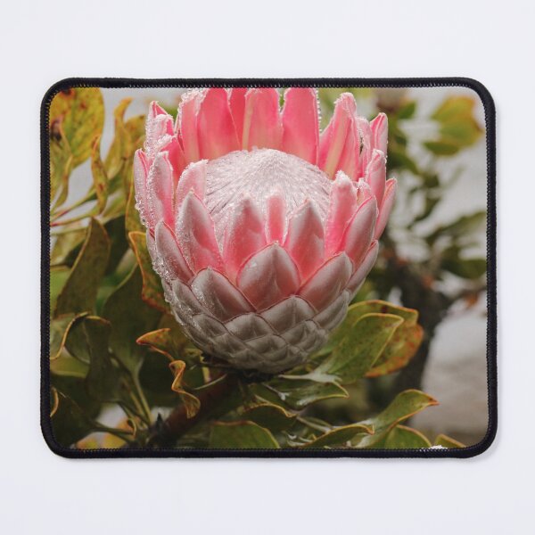 Item preview, Nature, Africa, South Africa, flower, proteas, raindrop, pink, photography, BebiCervin designed and sold by BebiCervin.