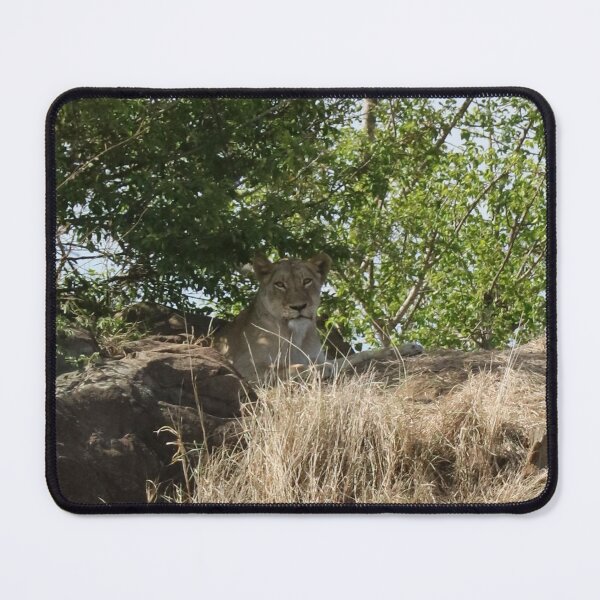 Item preview, Nature, Africa, South Africa, Kruger NP, Animal, Lioness, Photography, BebiCervin designed and sold by BebiCervin.