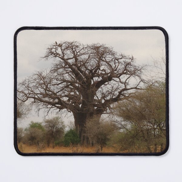 Item preview, Africa, Tanzania, trees, baobab, baobab, photography, BebiCervin designed and sold by BebiCervin.