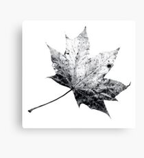 Scanned Leaf Canvas Print