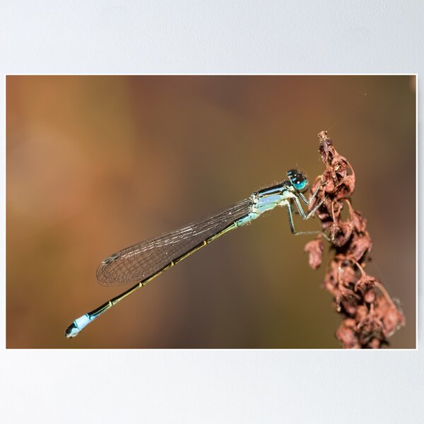 Item preview, Common Blue of Brown designed and sold by Ashley Crombet-Beolens.