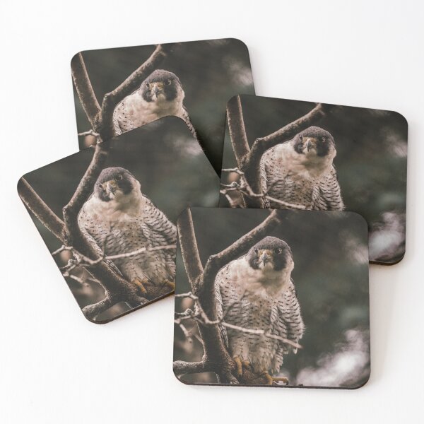 Item preview, Peregrine Falcon designed and sold by photodunnright.