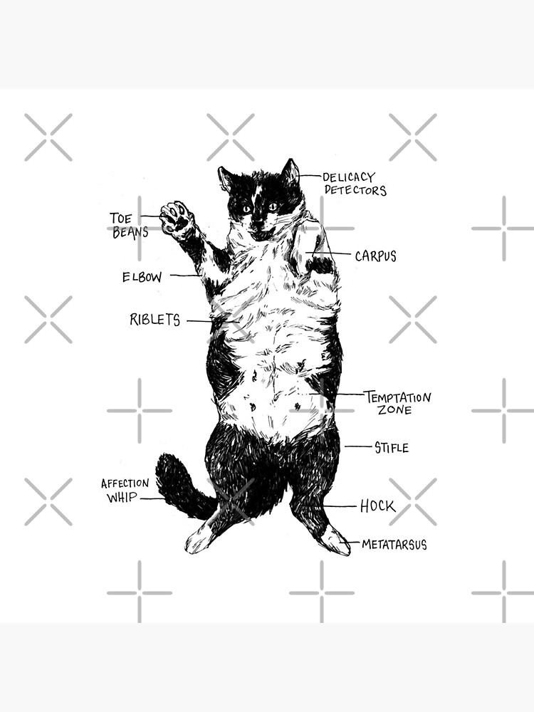 The Anatomy of a Cat by blindthistle
