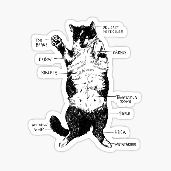 The Anatomy of a Cat Sticker
