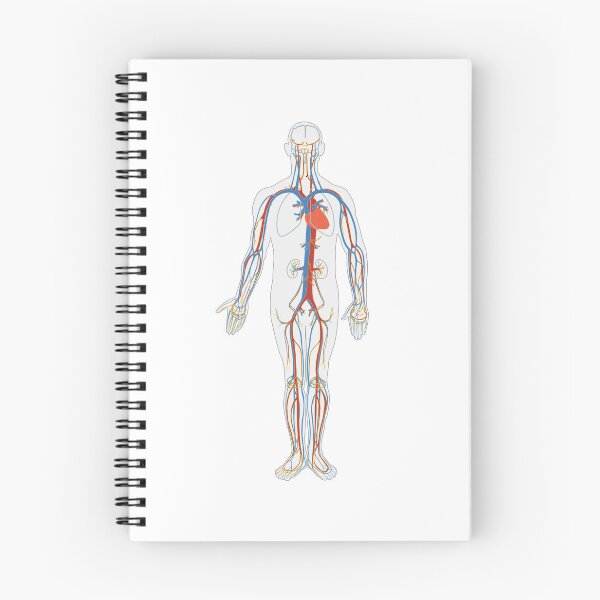 Item preview, Human  Circulatory system designed and sold by hbnhicham.