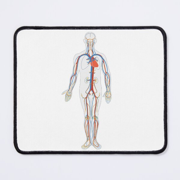 Item preview, Human  Circulatory system designed and sold by hbnhicham.
