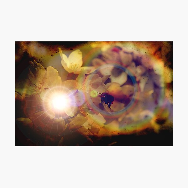Photographic Print