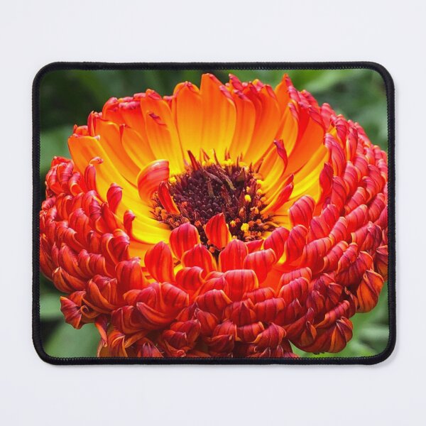 Item preview, Calendula designed and sold by ShellyGifford.