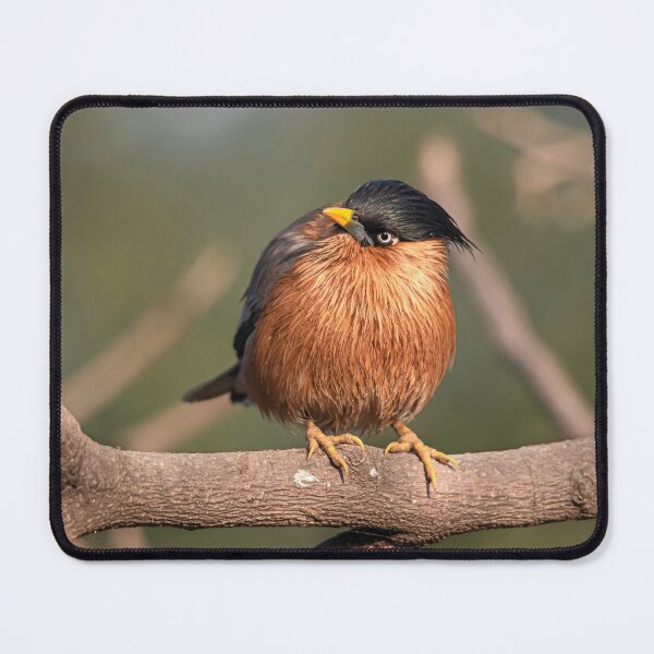 Item preview, Brahminy Myna on a branch designed and sold by Pravine Chester.