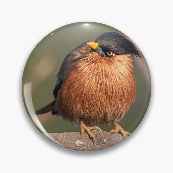 Item preview, Brahminy Myna on a branch designed and sold by Pravine Chester.