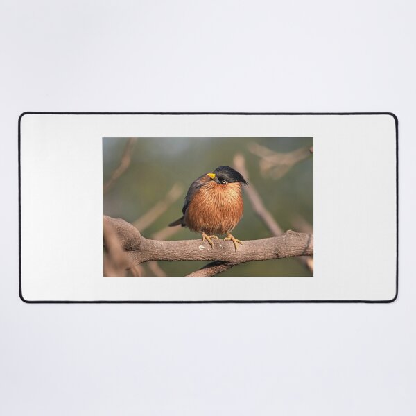 Item preview, Brahminy Myna on a branch designed and sold by Pravine Chester.