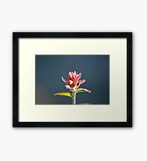 fusia alpine paint brush #1 Framed Print