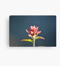 fusia alpine paint brush #1 Canvas Print