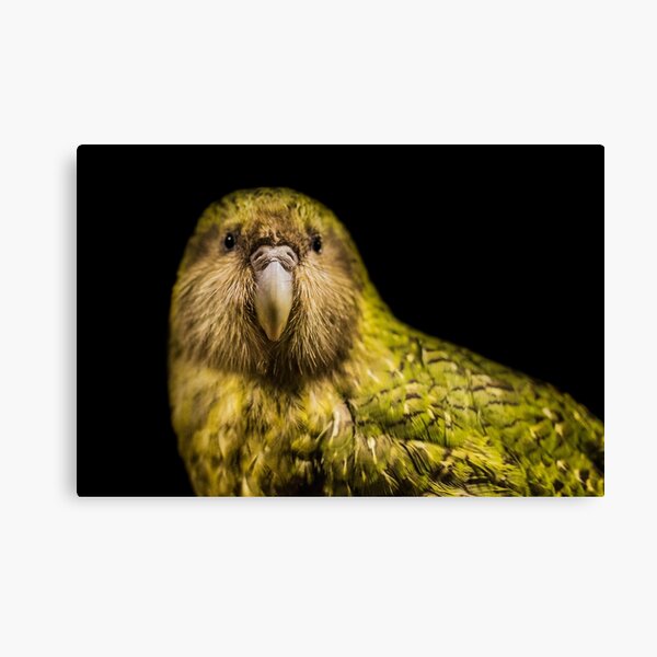 Kakapo - New Zealand Canvas Print