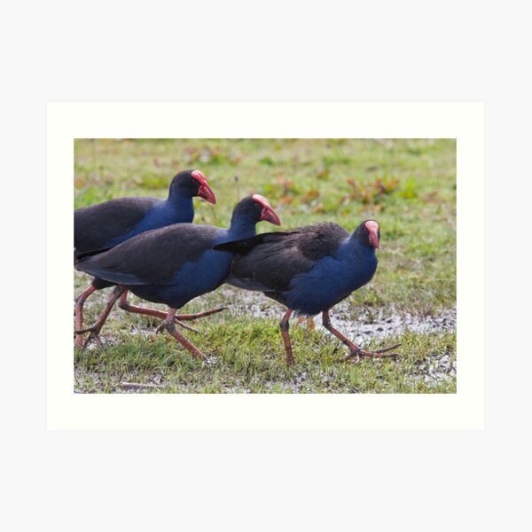 Pukeko Parade Art Print