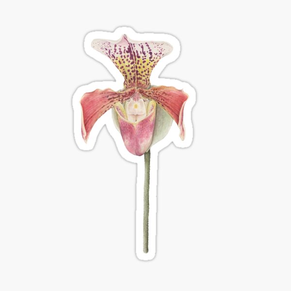 Orchid Sticker