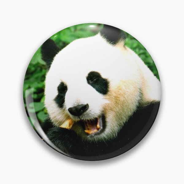 Item preview, panda photo with high resolution quality designed and sold by Allyouneed-2.