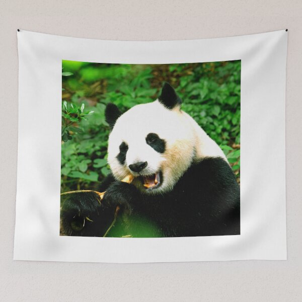 Item preview, panda photo with high resolution quality designed and sold by Allyouneed-2.