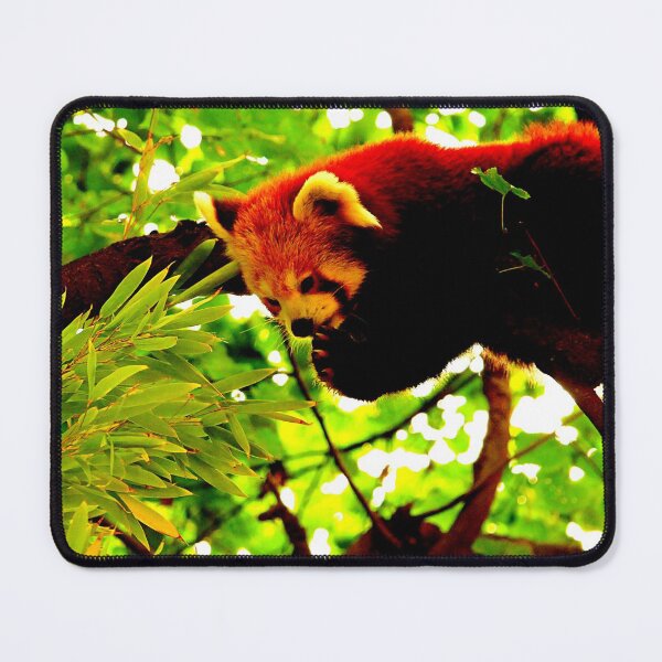Item preview, panda photo with high resolution quality designed and sold by Allyouneed-2.