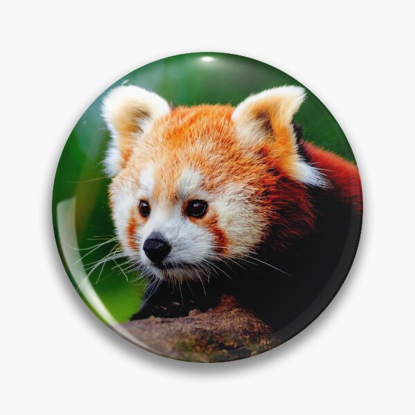 Item preview, panda photo with high resolution quality designed and sold by Allyouneed-2.