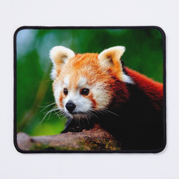 Item preview, panda photo with high resolution quality designed and sold by Allyouneed-2.