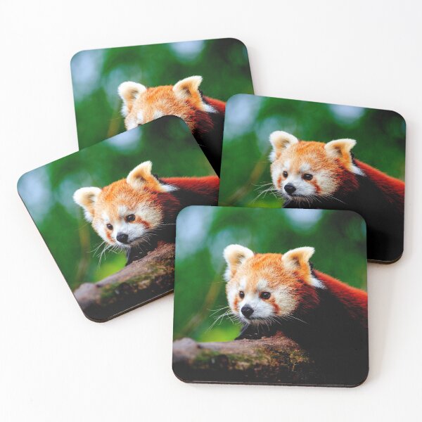 Item preview, panda photo with high resolution quality designed and sold by Allyouneed-2.