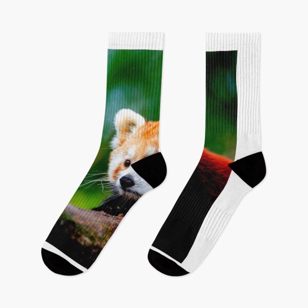 Item preview, panda photo with high resolution quality designed and sold by Allyouneed-2.