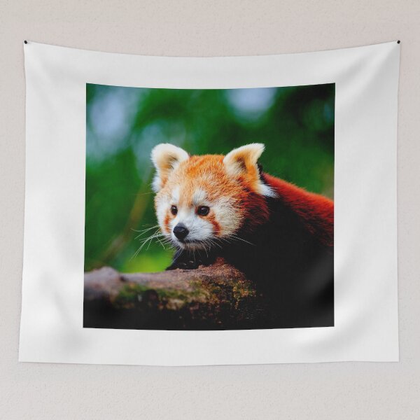 Item preview, panda photo with high resolution quality designed and sold by Allyouneed-2.