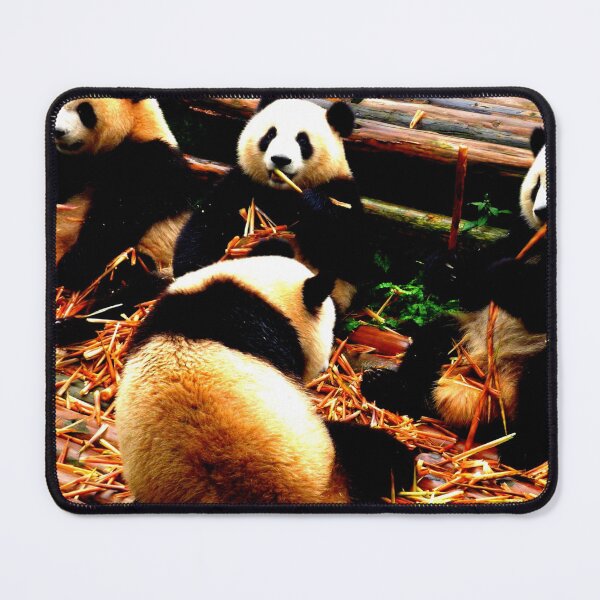 Item preview, panda photo with high resolution quality designed and sold by Allyouneed-2.