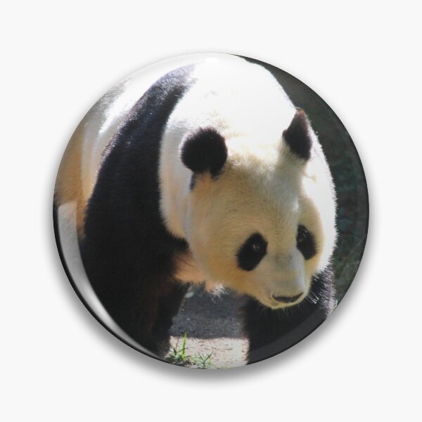 Item preview, panda photo with high resolution quality designed and sold by Allyouneed-2.