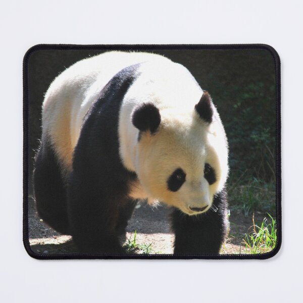 Item preview, panda photo with high resolution quality designed and sold by Allyouneed-2.