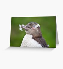Feathered - Yellow-Eyed Penguin Greeting Card