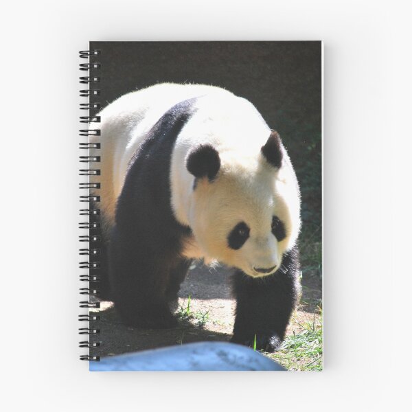 Item preview, panda photo with high resolution quality designed and sold by Allyouneed-2.