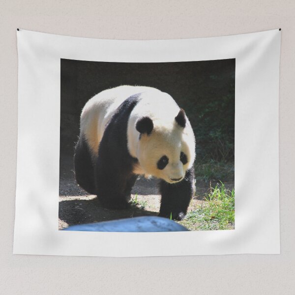 Item preview, panda photo with high resolution quality designed and sold by Allyouneed-2.
