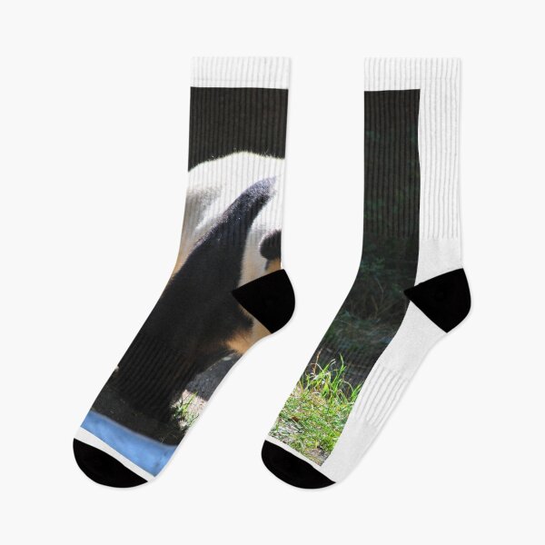 Item preview, panda photo with high resolution quality designed and sold by Allyouneed-2.