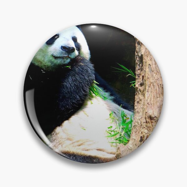 Item preview, panda photo with high resolution quality designed and sold by Allyouneed-2.