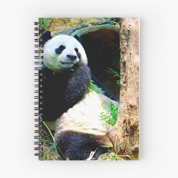 Item preview, panda photo with high resolution quality designed and sold by Allyouneed-2.