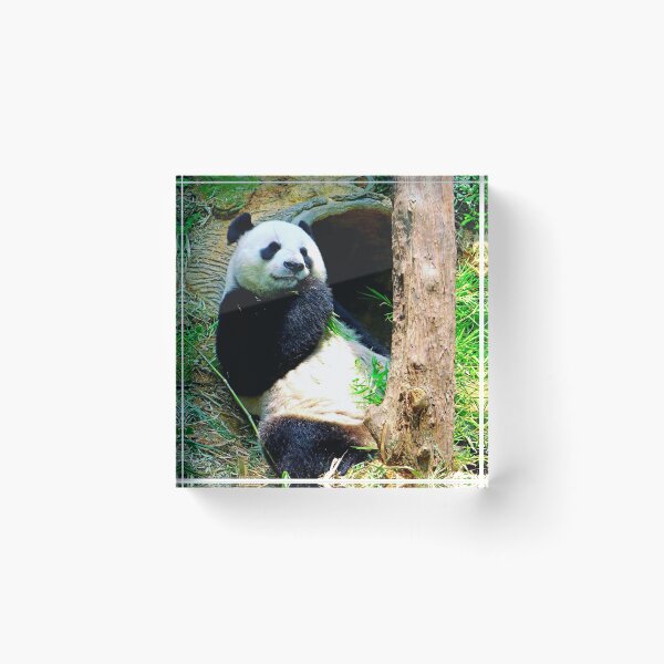 Item preview, panda photo with high resolution quality designed and sold by Allyouneed-2.