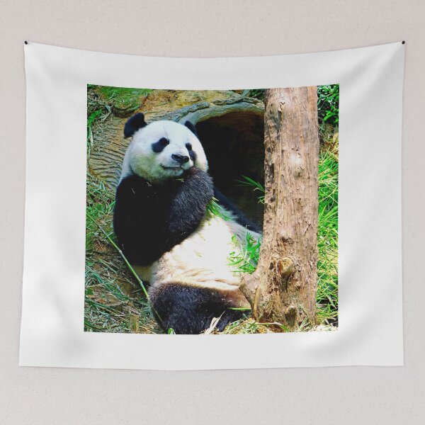 Item preview, panda photo with high resolution quality designed and sold by Allyouneed-2.