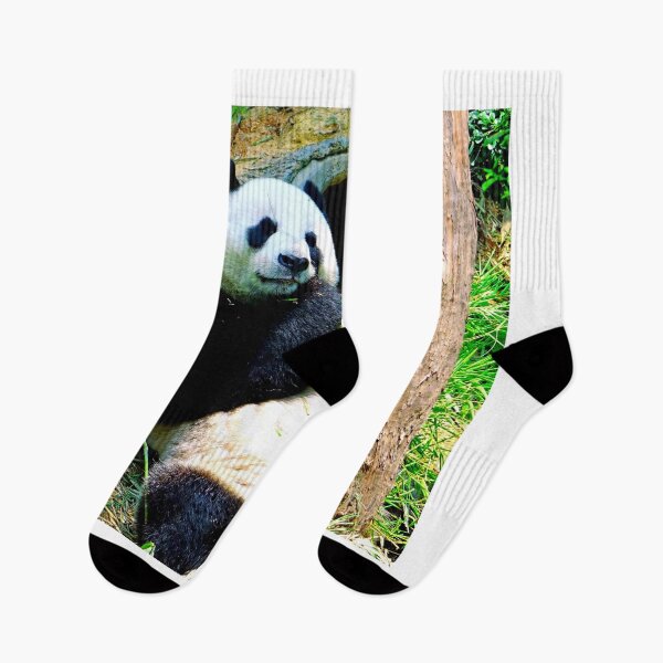 Item preview, panda photo with high resolution quality designed and sold by Allyouneed-2.