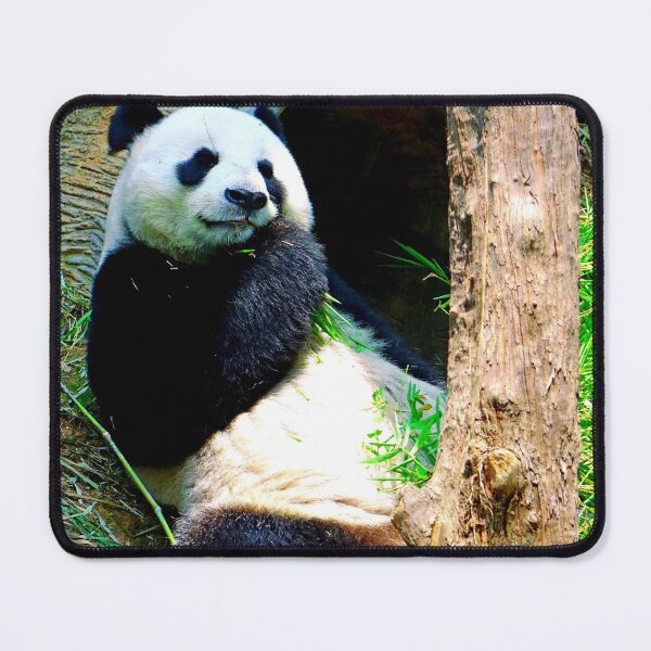 Item preview, panda photo with high resolution quality designed and sold by Allyouneed-2.