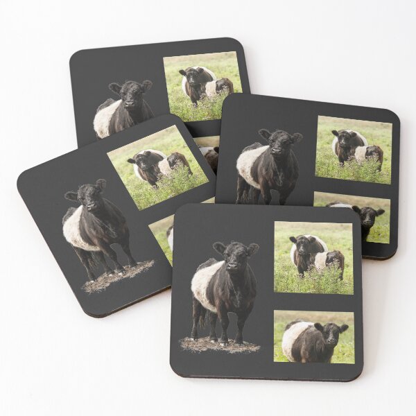 Item preview, Belted Galloway Cow Collection designed and sold by Jane Stanley Photography.