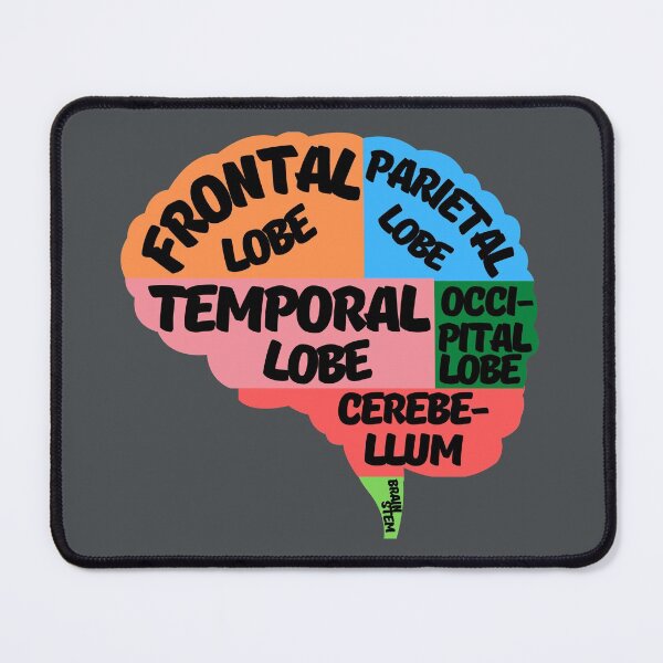 Item preview, Parts of the human brain designed and sold by ArTips.