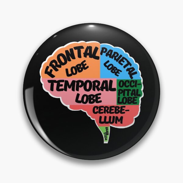 Item preview, Parts of the human brain designed and sold by ArTips.