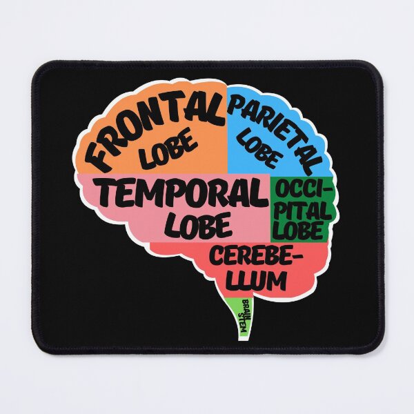 Item preview, Parts of the human brain designed and sold by ArTips.