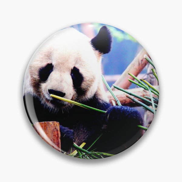 Item preview, panda photo with high resolution quality designed and sold by Allyouneed-2.