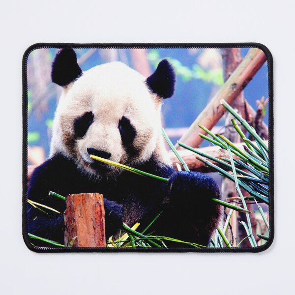 Item preview, panda photo with high resolution quality designed and sold by Allyouneed-2.